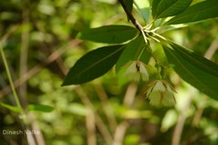 Elaeocarpus lanceolatus